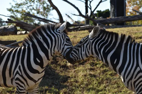 Jet10 Casino Podrška